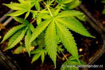 Burgemeester mag 73-jarige Millenaar na vondst hennepkwekerij woning uitzetten