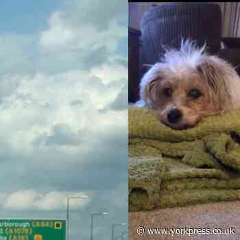 Grieving York family see pet dog's face in cloud formation