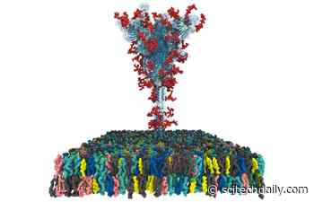 Open Source All-Atom Models of Full-Length COVID-19 ‘S’ Protein Produced by Scientists