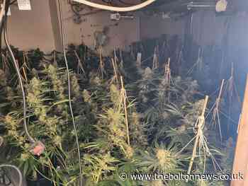 Large cannabis farm seized and arrest made in Great Lever