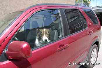 Ontario Has Stiffer Laws For Leaving Your Pet in Hot Car