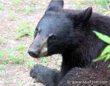 'Beary' special visitor