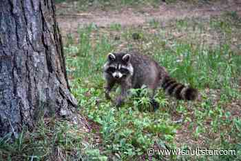 Wildlife