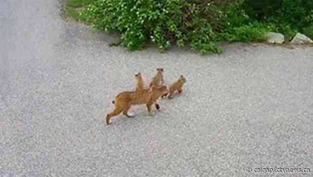 Bobcat family spotted strolling through southwest Calgary neighbourhood
