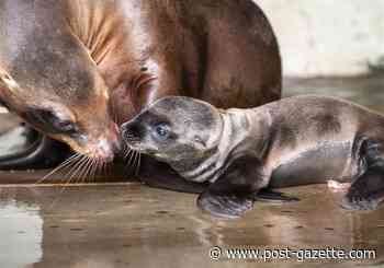 WATCH: New sea lion pup 'Smiley' born at Pittburgh Zoo