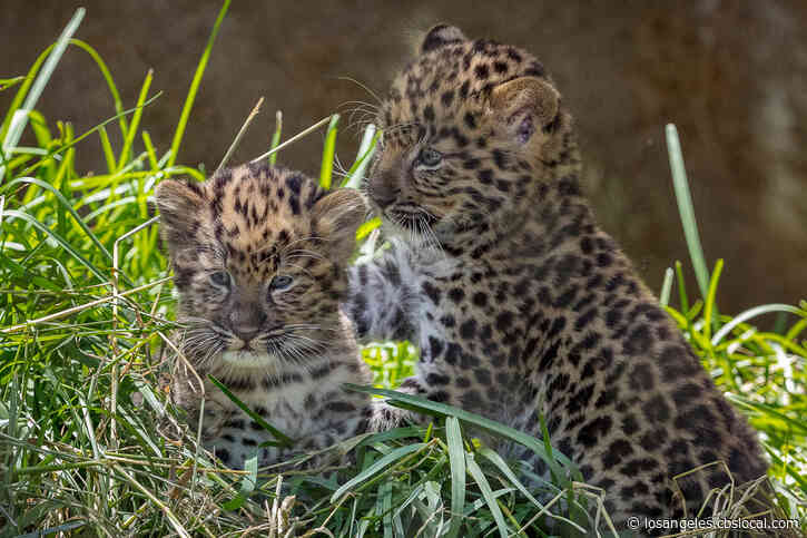San Diego Zoo Debuts 2 Endangered Amur Leopard Cubs As It Reopens