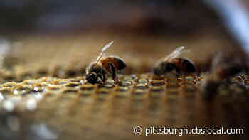 University Of Pittsburgh Certified As A Bee Campus USA
