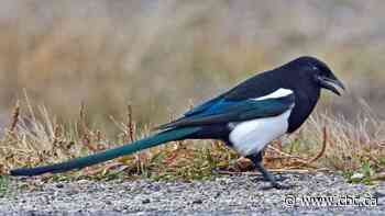Squawk the talk: Edmonton's loud magpies making life miserable for cats, other predators - CBC.ca