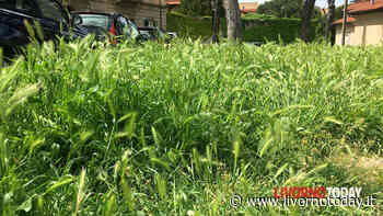 Erba alta: dopo il lungomare, via alle operazioni di sfalcio a Leccia e Scopaia - LivornoToday