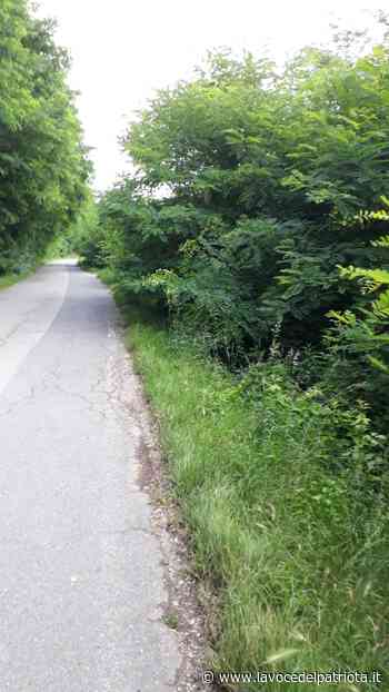 Capannori, Martinelli (FDI): si tagli l'erba a bordo strada in Via Circonvallazione - La Voce del Patriota