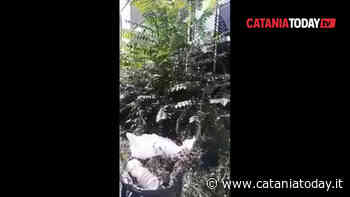 Erba alta e degrado tra le tombe del cimitero di Catania | Video - CataniaToday