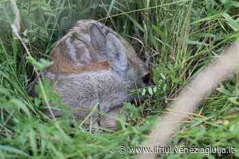 Cuccioli di capriolo nell'erba: le cose da non fare assolutamente se ne trovate uno - ilfriuliveneziagiulia.it
