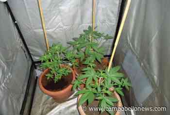 Catania. Musicoterapia per fare crescere le piante di 'erba': un arresto - Campobello News