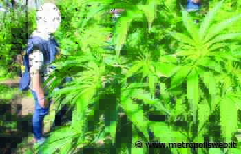 Scoperte due piantagioni di marijuana a Lettere: sequestrate 102 piante di «erba - Metropolis