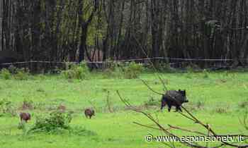 Cinghiali, caccia tutto l'anno anche di notte. Fermi: “Guerra totale”. Erba: “Le priorità sono altre” - Espansione TV