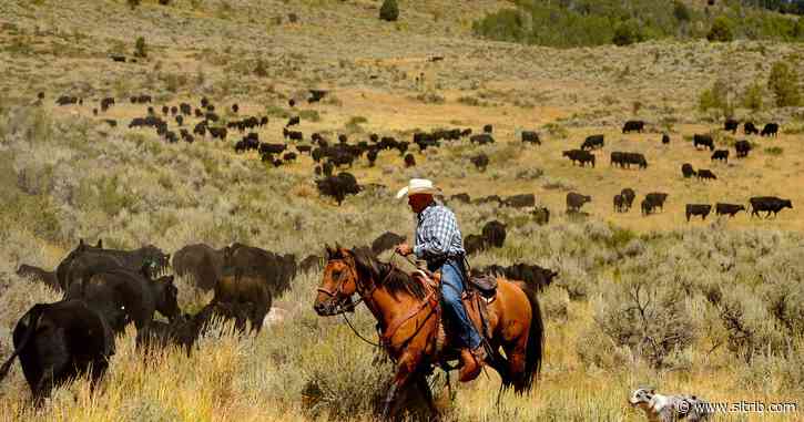 Here’s why COVID-19 made it harder to find beef in Utah grocery stores