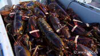 Canada takes no stance on whether lobster shippers should sign Chinese liability form