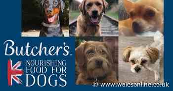 ADVERTORIAL: The dogs helping their owners through illness, heartbreak and tragedy