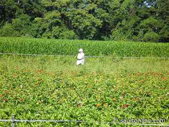 Windsor mayor asks farmers to test workers and stop COVID-19 spread