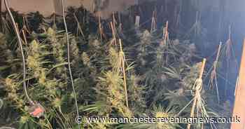 Police discover more than 100 cannabis plants at farm hidden inside Bolton home - Manchester Evening News