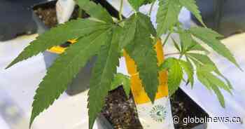 Edmonton-based Aurora Cannabis to lay off staff, close 5 Canadian sites