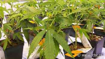 Aurora Cannabis to lay off staff, close 5 sites in 4 provinces