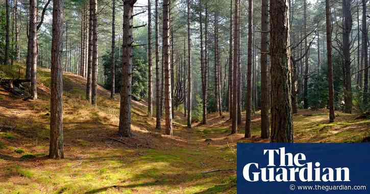 Timber from unsustainable logging allegedly being sold in EU as ethical