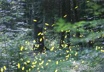 Catch a park program Thursday on PA's state insect, the firefly