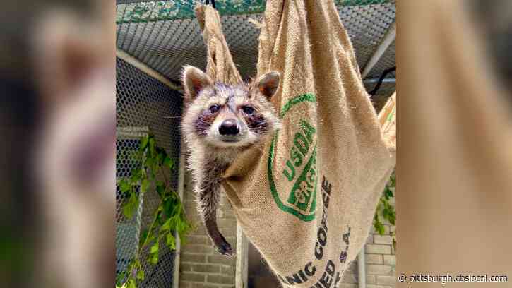 Jelly Jar Bandit Hanging Out At HAR’s Wildlife Rehabilitation Center For A Few More Weeks