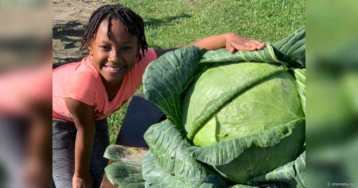 3rd grader refuses to stop gardening when her school project canceled, grows whopping 31 lb cabbage