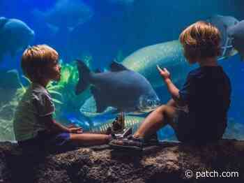 National Aquarium To Reopen To The Public On July 1 - Baltimore, MD Patch