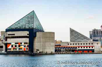 Reopening Maryland: National Aquarium To Reopen July 1 - CBS Baltimore