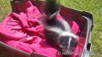 Baby skunk surprise addition to Wakaw family