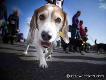 Humane Society's Wiggle Waggle fundraiser gets curbed by COVID