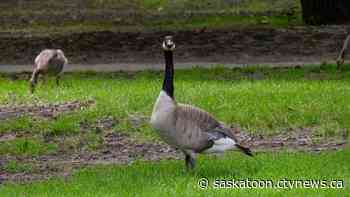 Hissing, honking and head bobbing are all warning signs that a goose might attack: wildlife experts