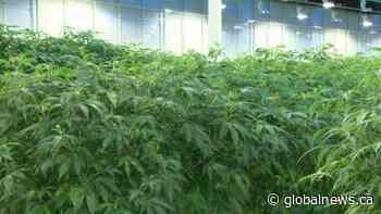 Aurora Cannabis downsizing part of ‘right-sizing’ industry: analyst