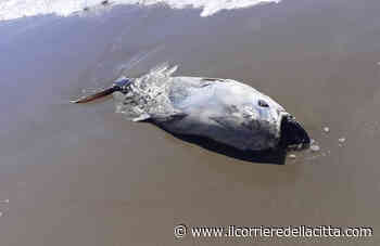 Torvaianica: trovato un grosso tonno spiaggiato nell'arenile (FOTO) - Il Corriere della Città
