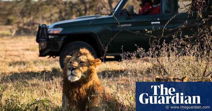 'My land is now owned by lions': Maasai farmers offer Kenya's wildlife a lifeline