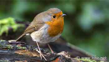 IPPR: UK 'acutely vulnerable' to environmental breakdown