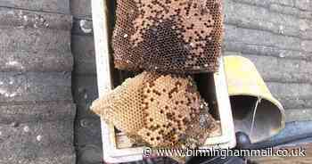 Thieves stole 130,000 bees from chimney after using hoovers to suck them up