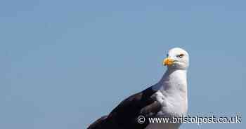You might see 'drunk' seagulls today - because of flying ants