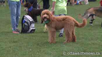Ottawa Humane Society cancels Wiggle Waggle Walk and Run due to COVID-19 pandemic - CTV News Ottawa