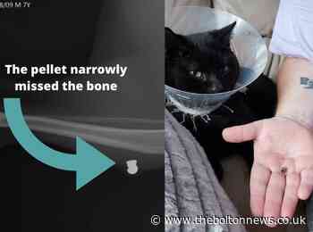 Family's anger after pet cat shot in leg