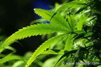 Pot use not allowed at Algoma U