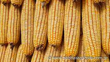 Colheita do milho começou em Cristalina/GO com mais da metade da safra já negociada - Notícias Agrícolas