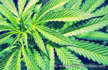 Phillipston pot entrepreneur shifts to retail outlet only - Athol Daily News