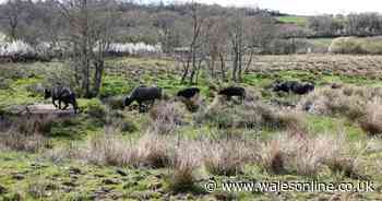 Groups taking drugs and throwing stones at buffalo's at Welsh wildlife centre
