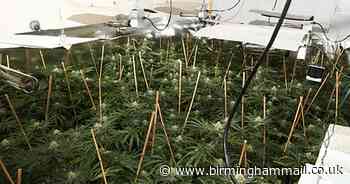 Cannabis factory found in flats after locals report suspect smell