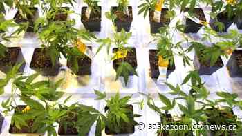 Saskatoon plant to close as Aurora Cannabis cuts 700 staff across Canada