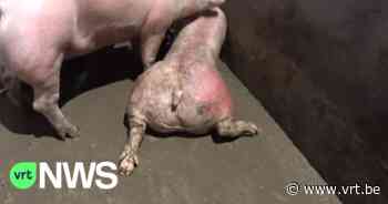 Animal Rights en Gaia dienen een klacht in tegen varkensslachthuis uit Torhout - VRT NWS